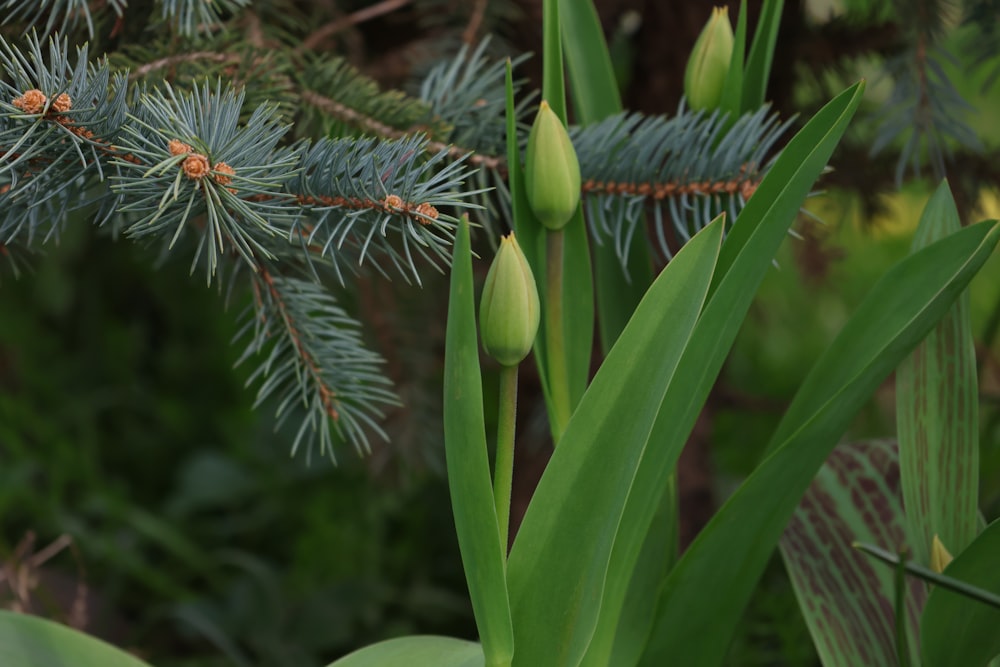 a close up of a pine tree with buds