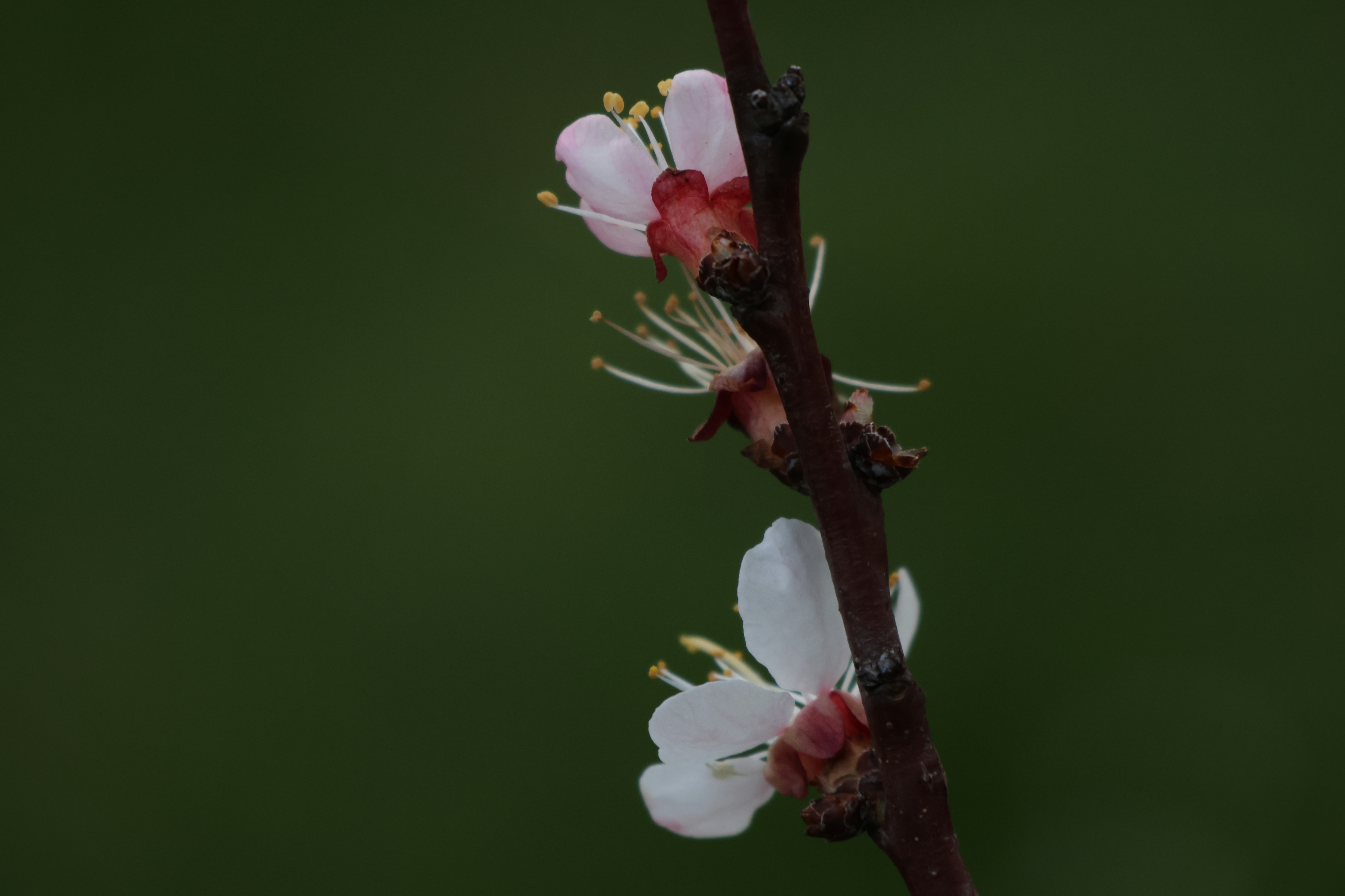 white flower grown from branch apple variety.