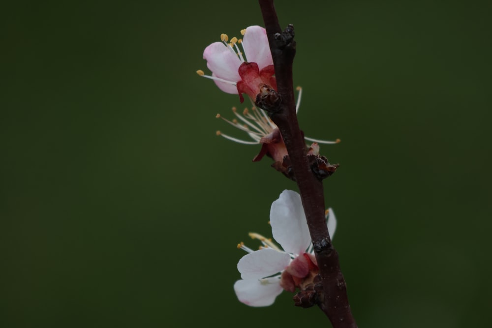 a close up of a flower on a tree branch