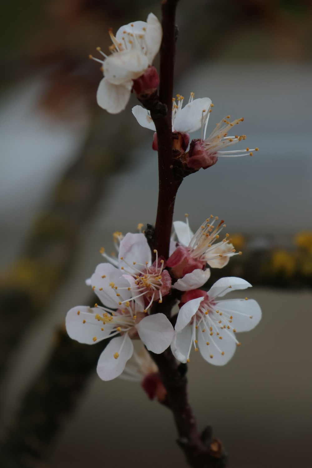 a close up of a flower on a tree branch