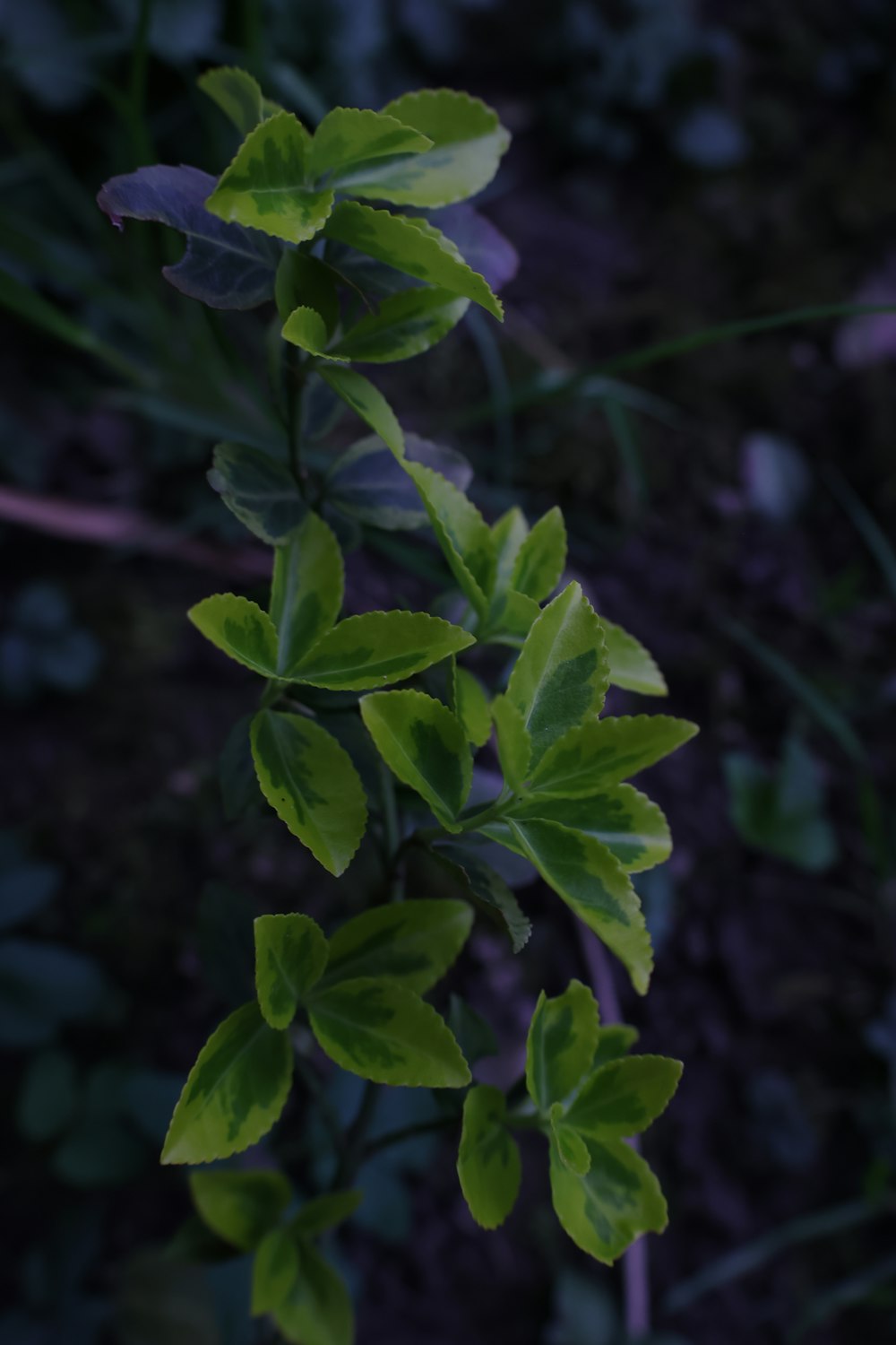 a close up of a plant with green leaves