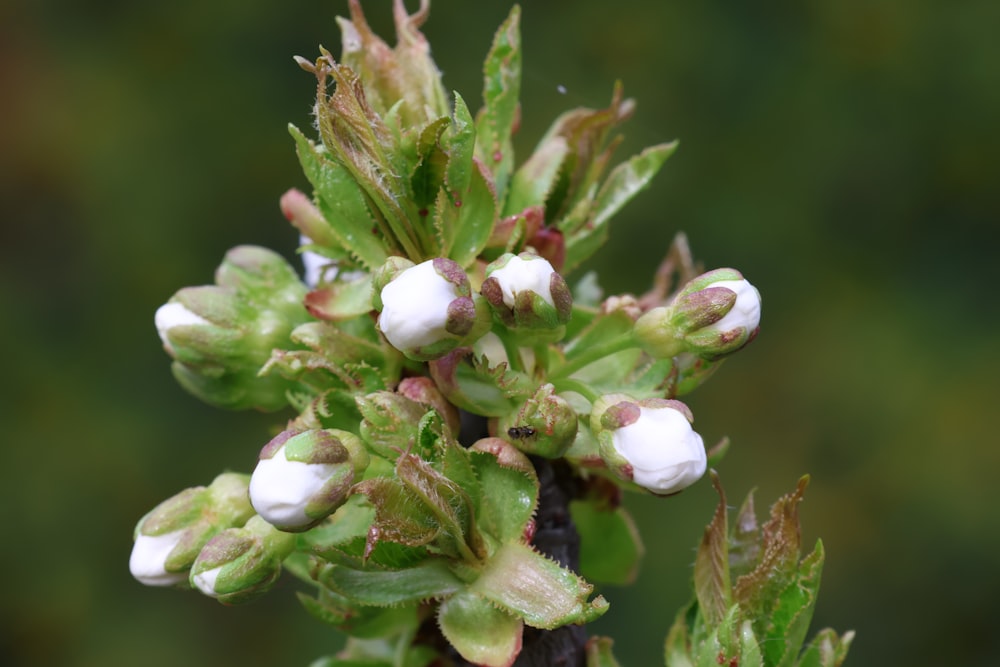 a close up of a plant with white flowers