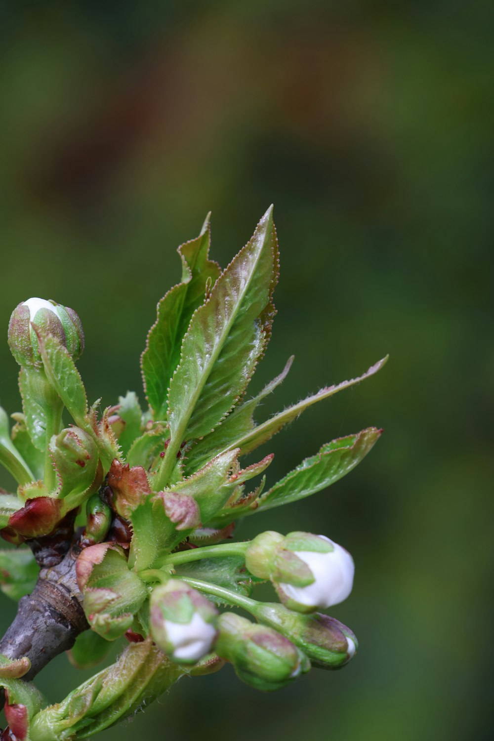 a close up of a flower on a tree branch