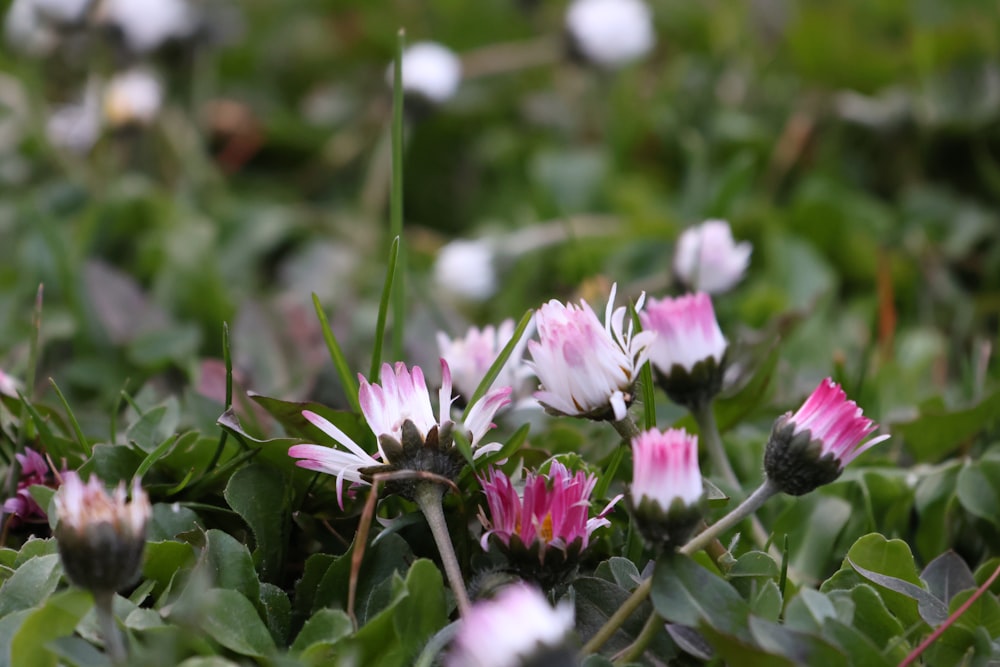 a bunch of pink and white flowers in a field