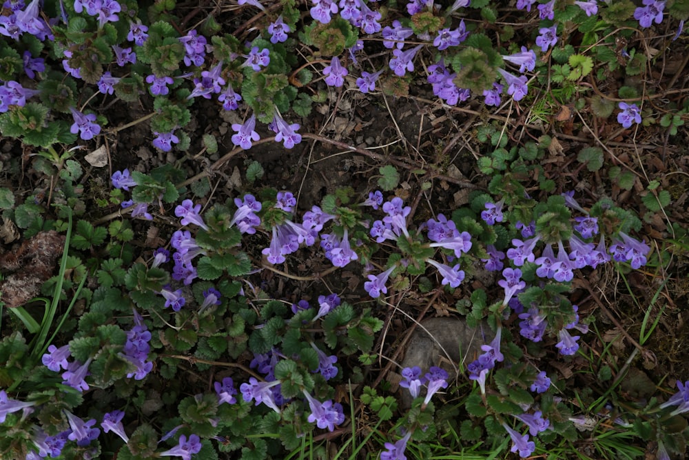 a bunch of purple flowers growing on the ground