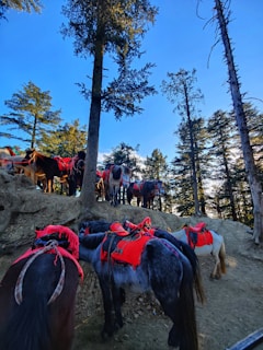 A group of horses stands in a wooded area, surrounded by tall trees. They are adorned with red saddles and gear, indicating they might be used for riding or transport. The sun casts light through the trees, creating a serene and natural setting.