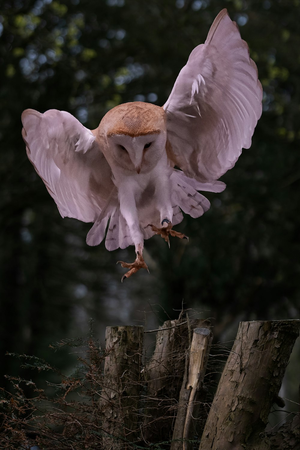 a barn owl spreads its wings while perched on a fence post