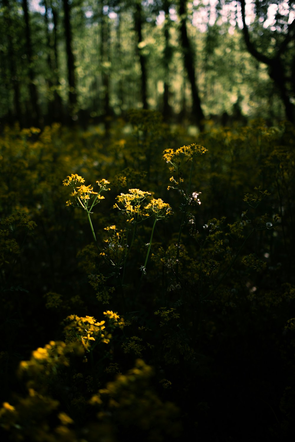a bunch of yellow flowers in the middle of a forest