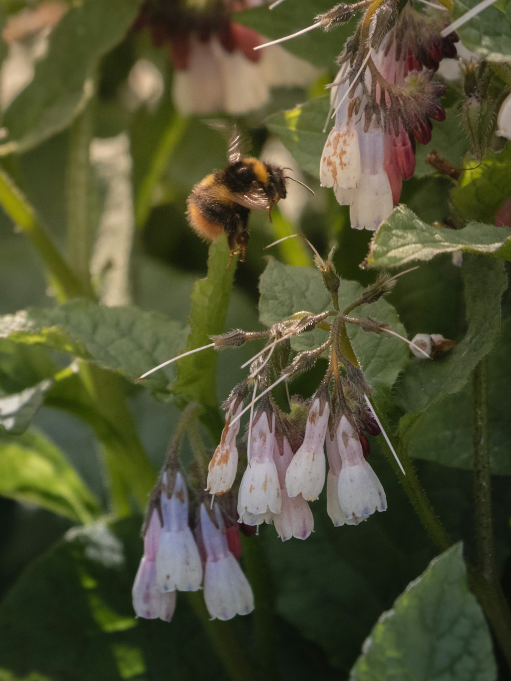 a bee on a flower in a garden