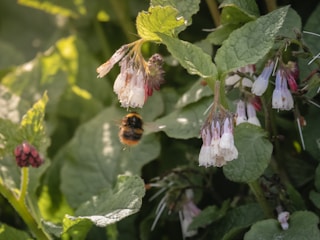 a bee that is sitting on a flower