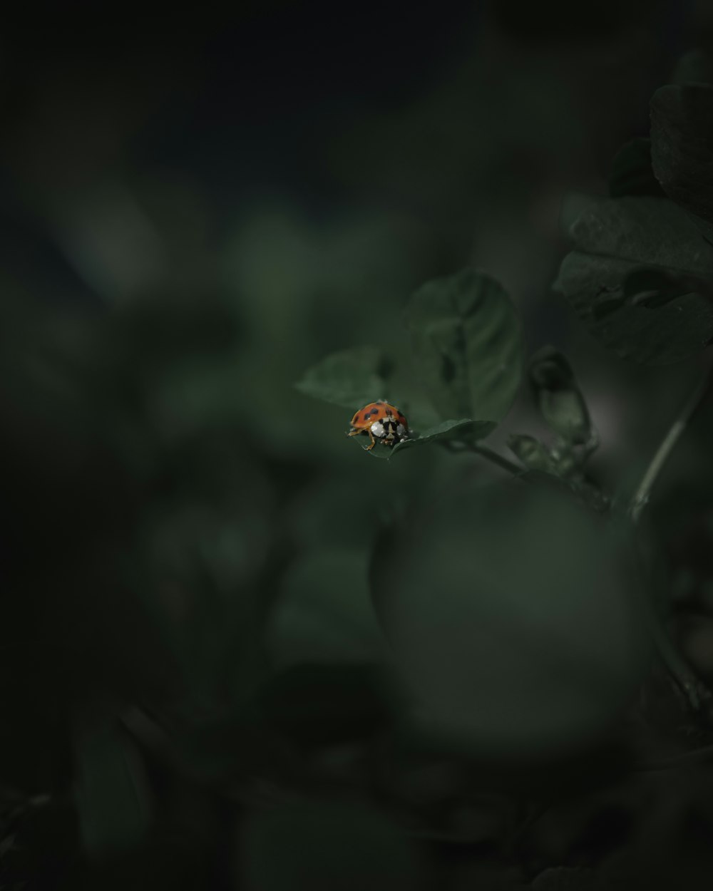 a lady bug sitting on top of a green leaf