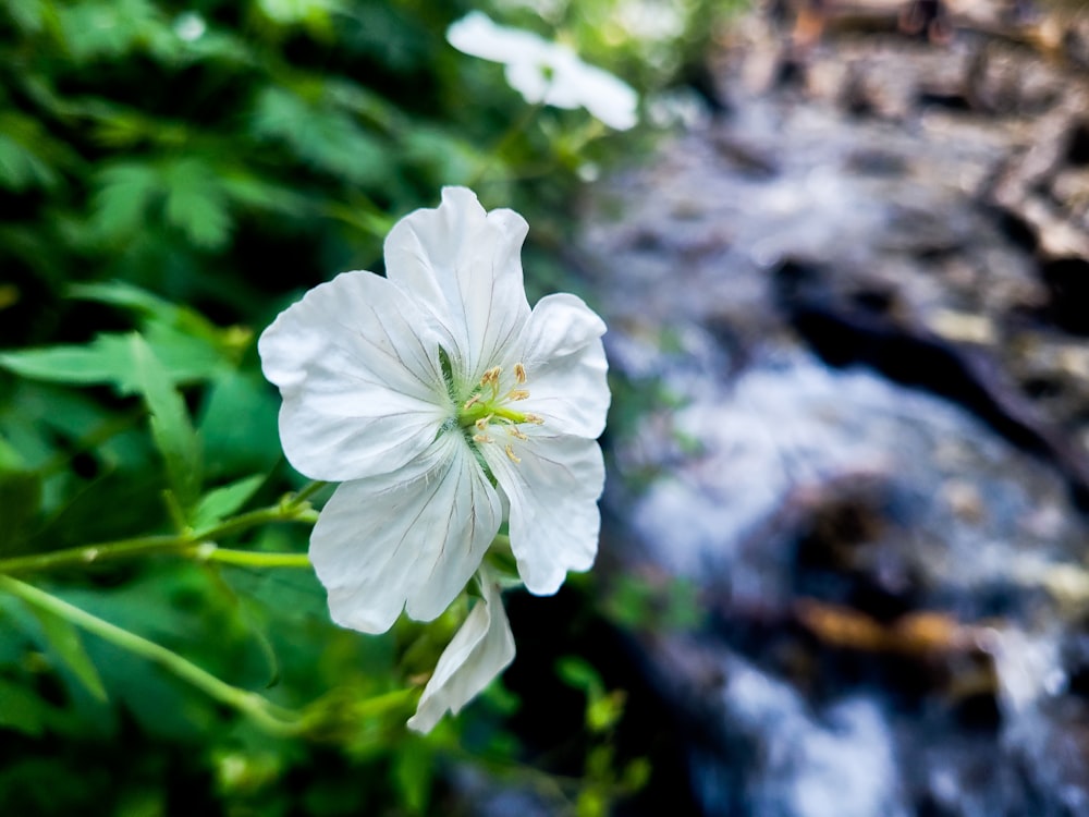 a white flower with a stream in the background