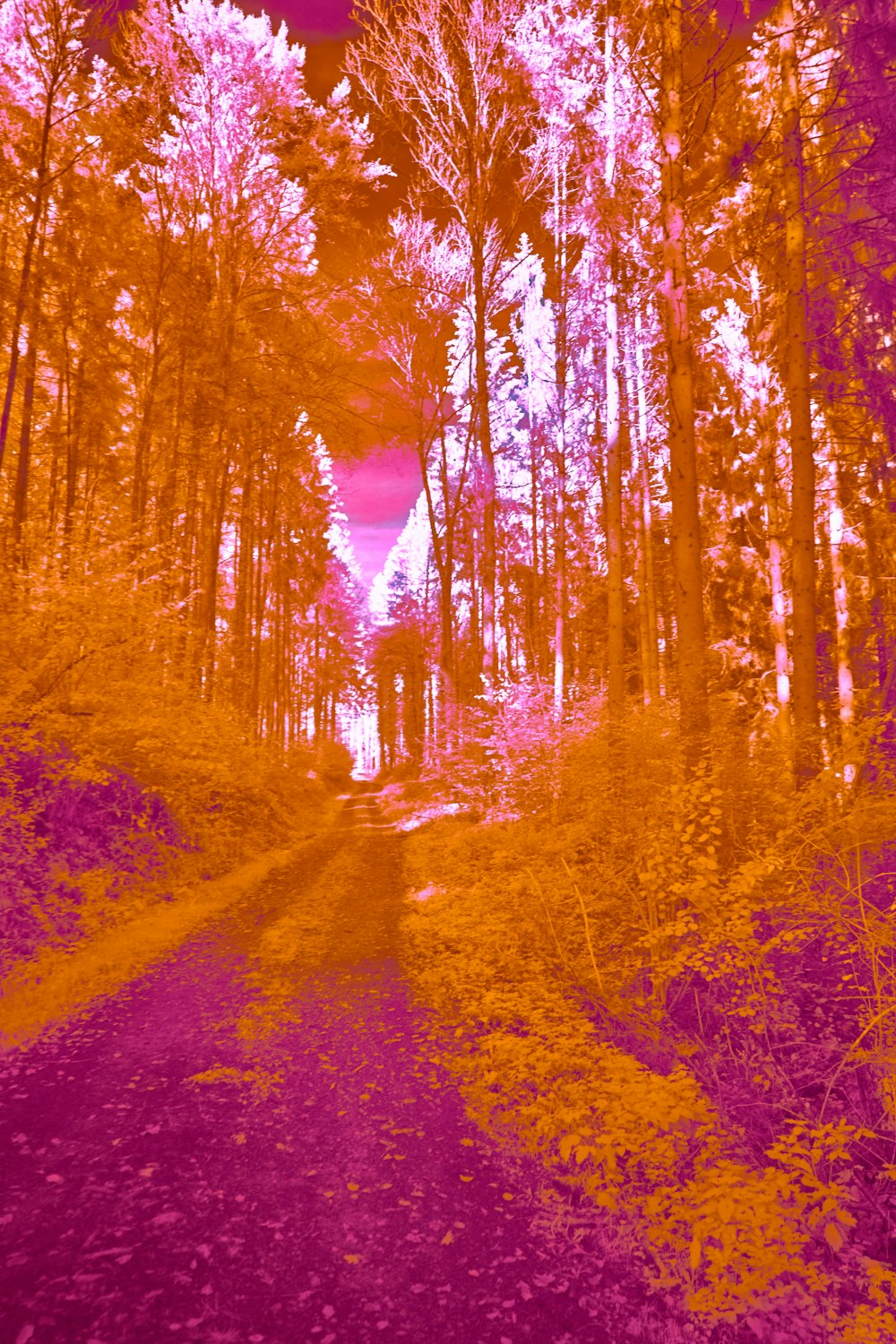 an infrared image of a path in the woods