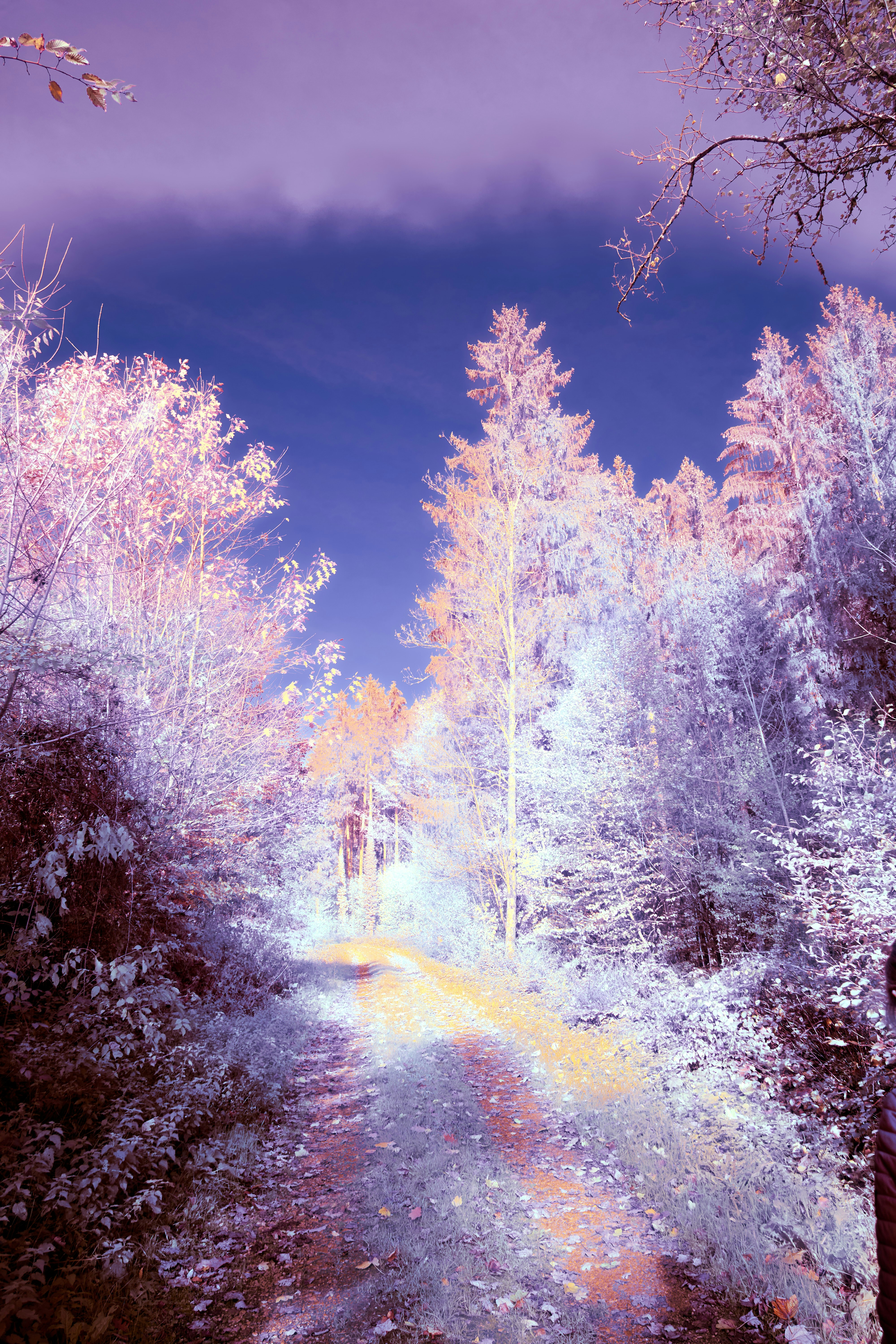 Photo by wolfgang_hasselmann