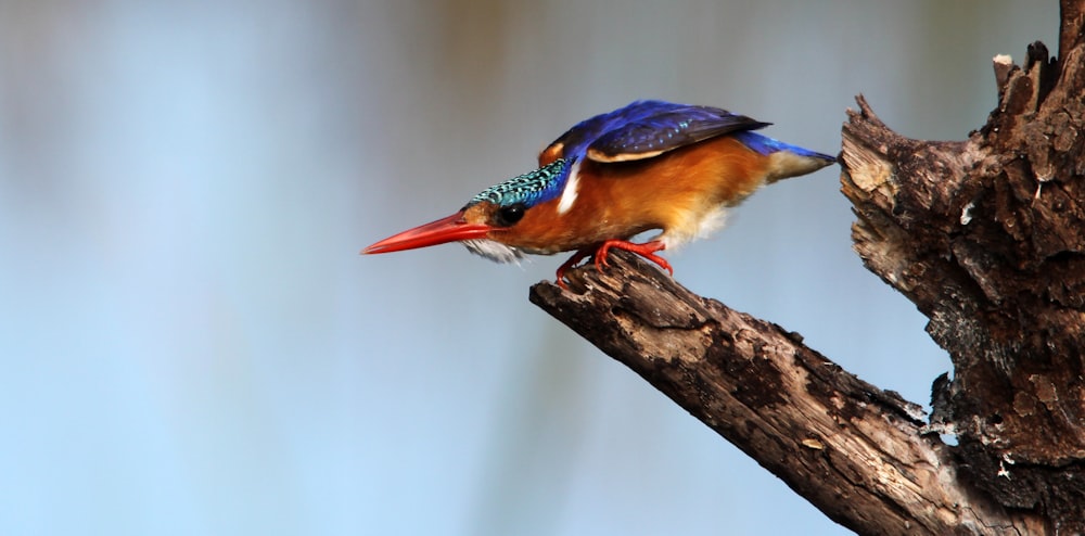 a colorful bird perched on top of a tree branch
