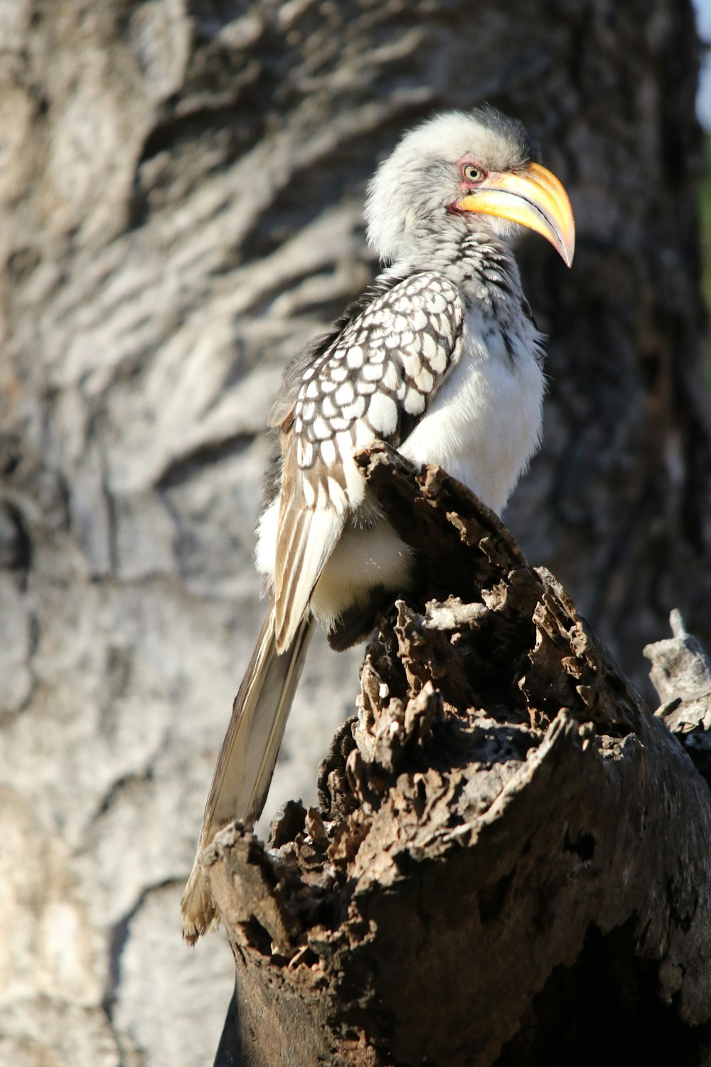 a bird sitting on top of a tree stump