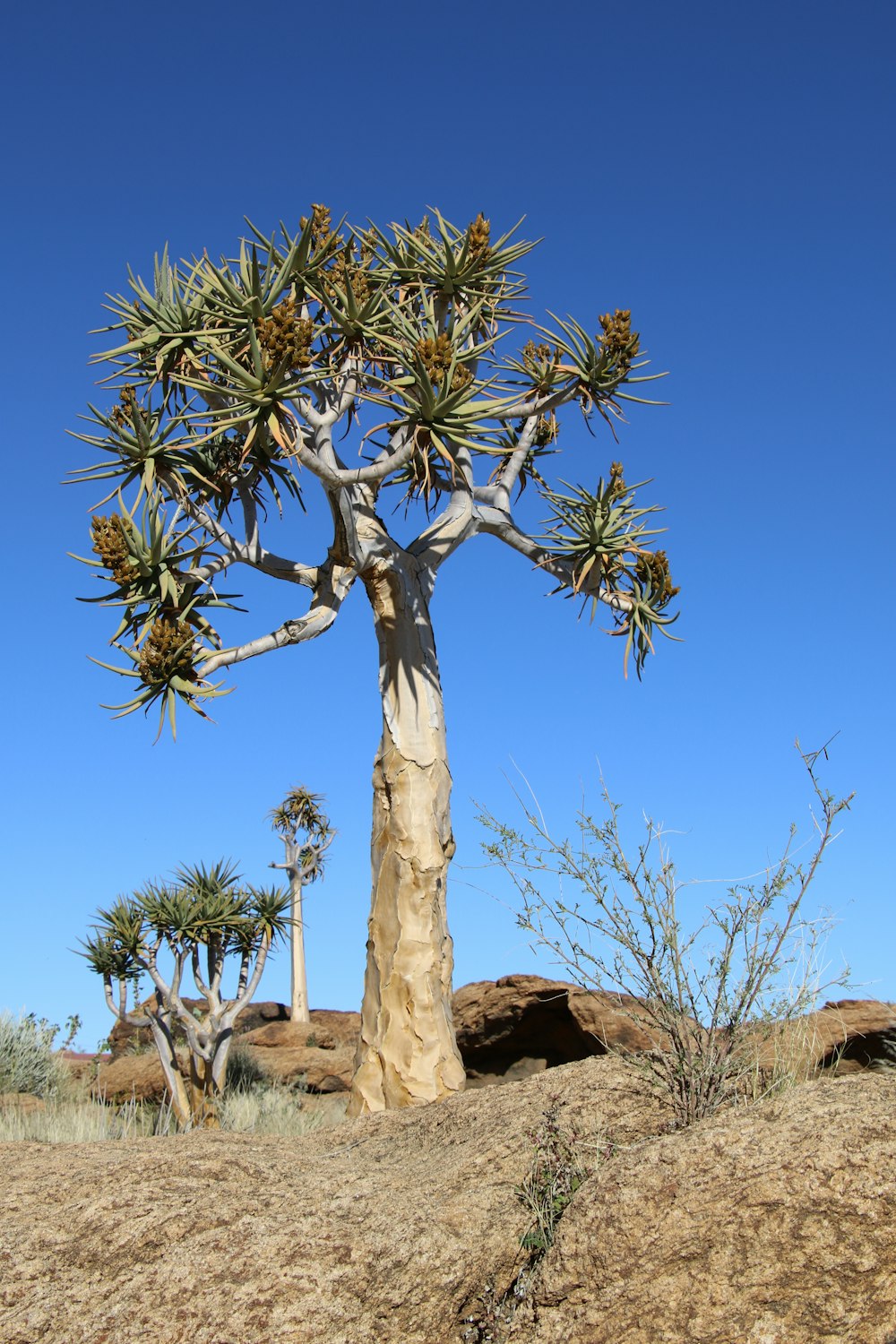a large tree in the middle of a desert