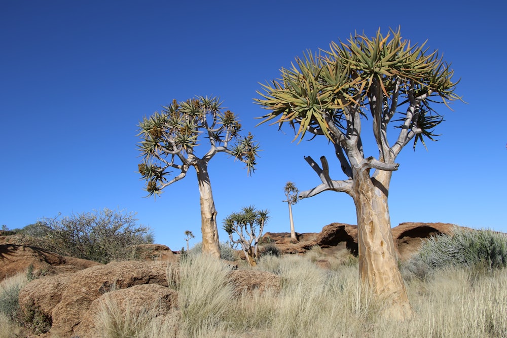 a group of trees that are in the grass