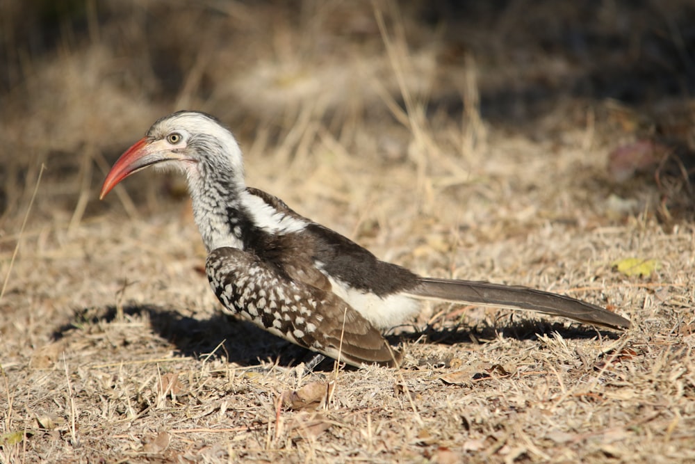 a bird standing on dry grass in a field