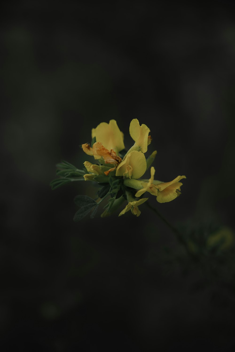 um close up de uma flor amarela em um fundo preto