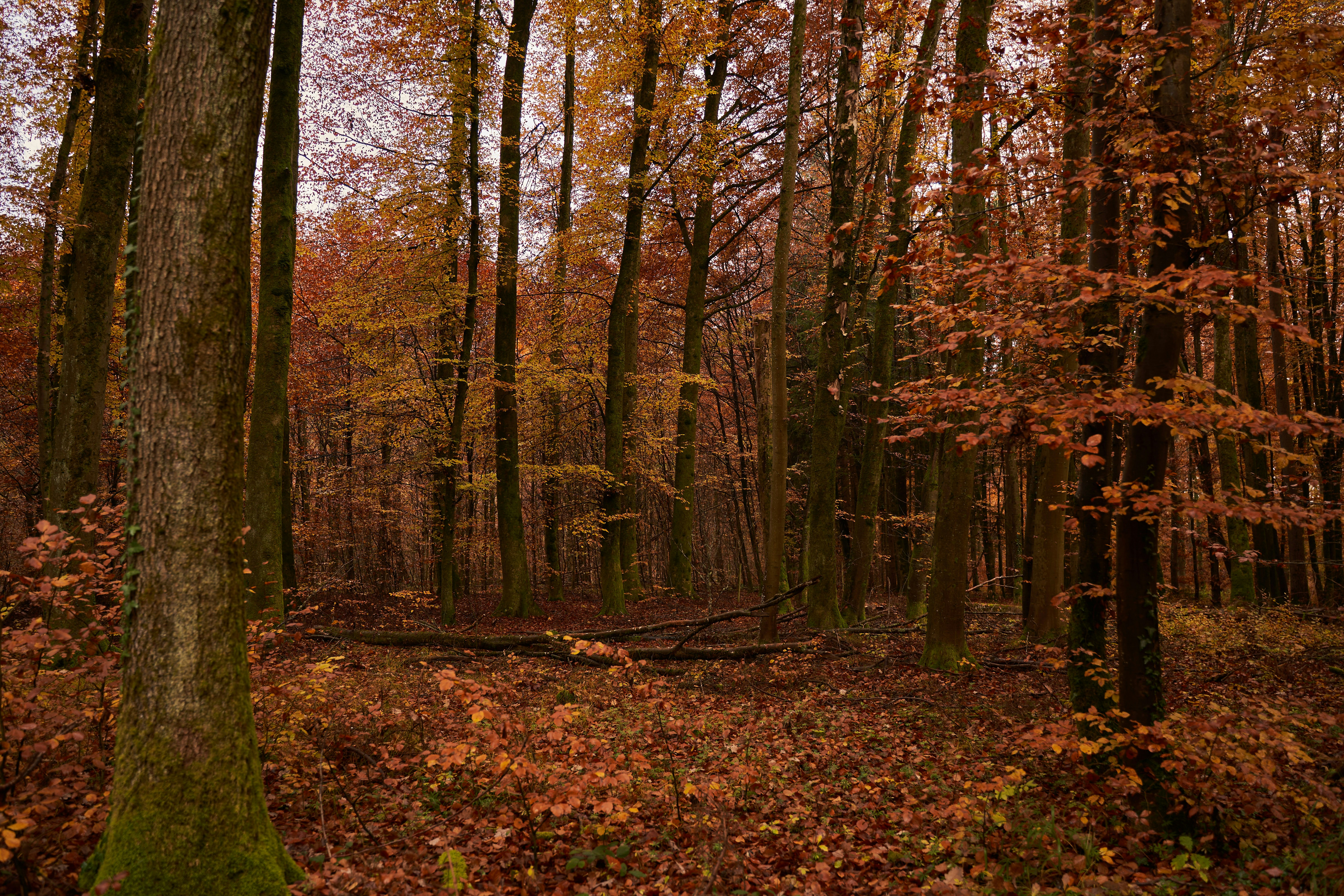 Photo by wolfgang_hasselmann