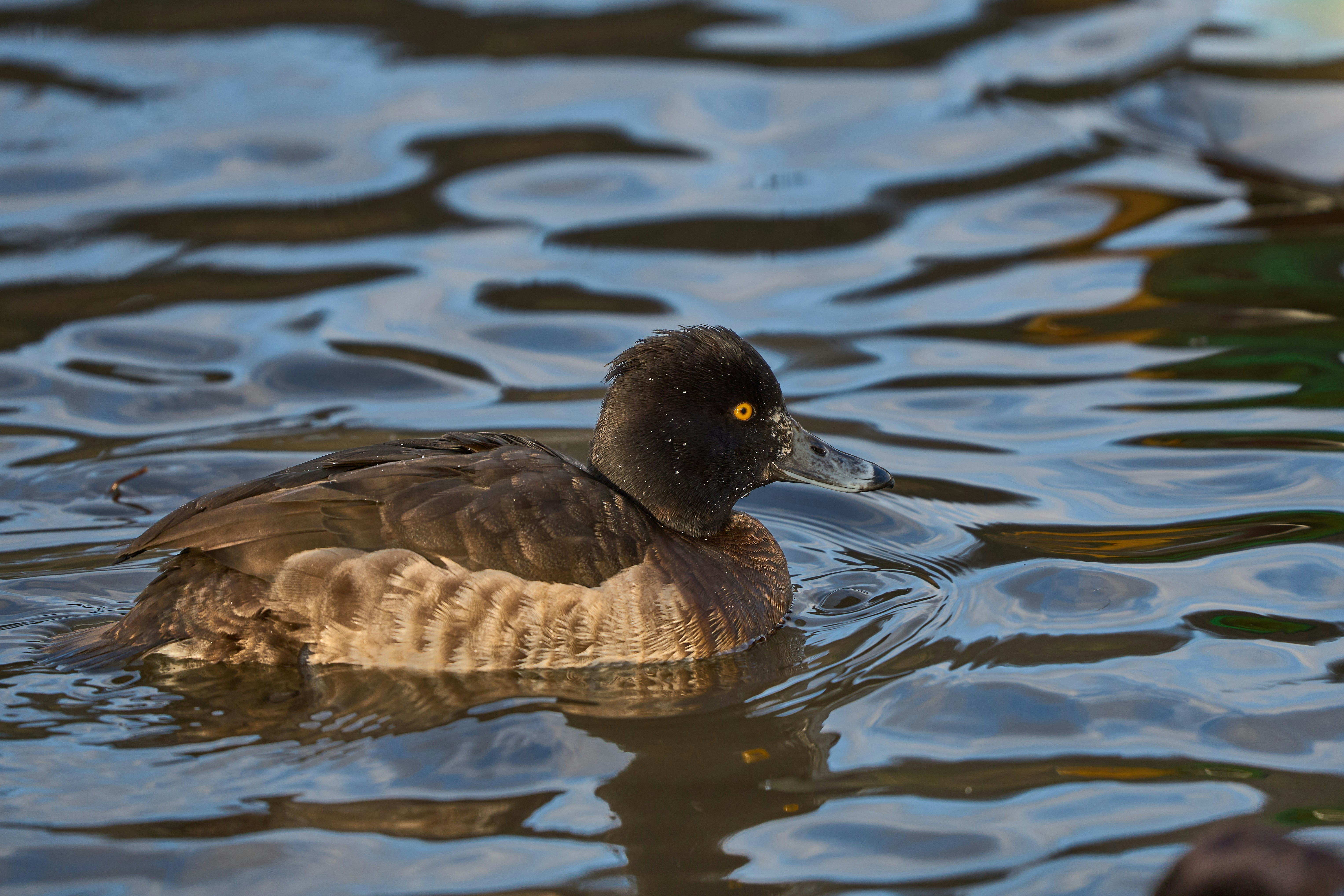 Photo by wolfgang_hasselmann