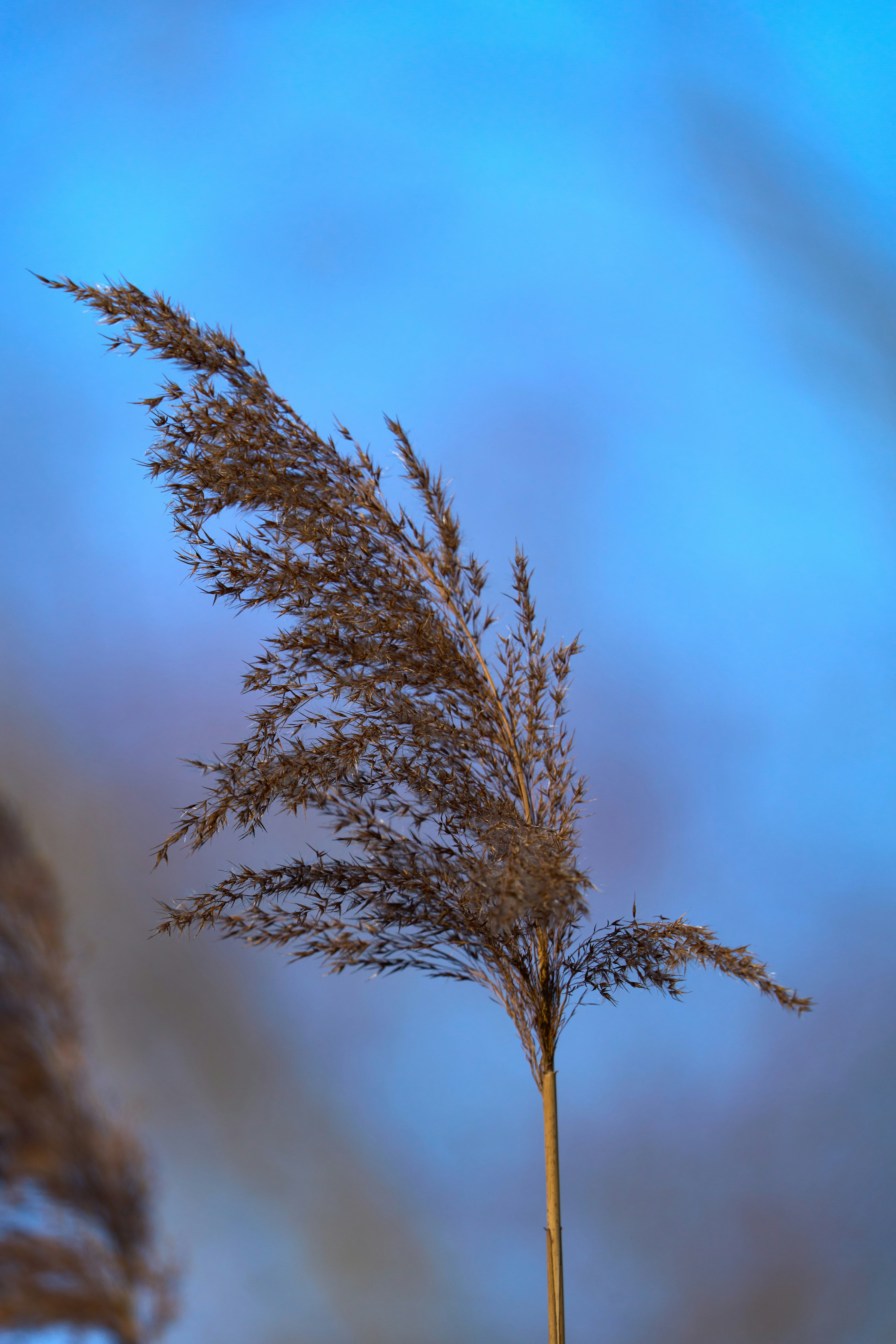 Photo by wolfgang_hasselmann