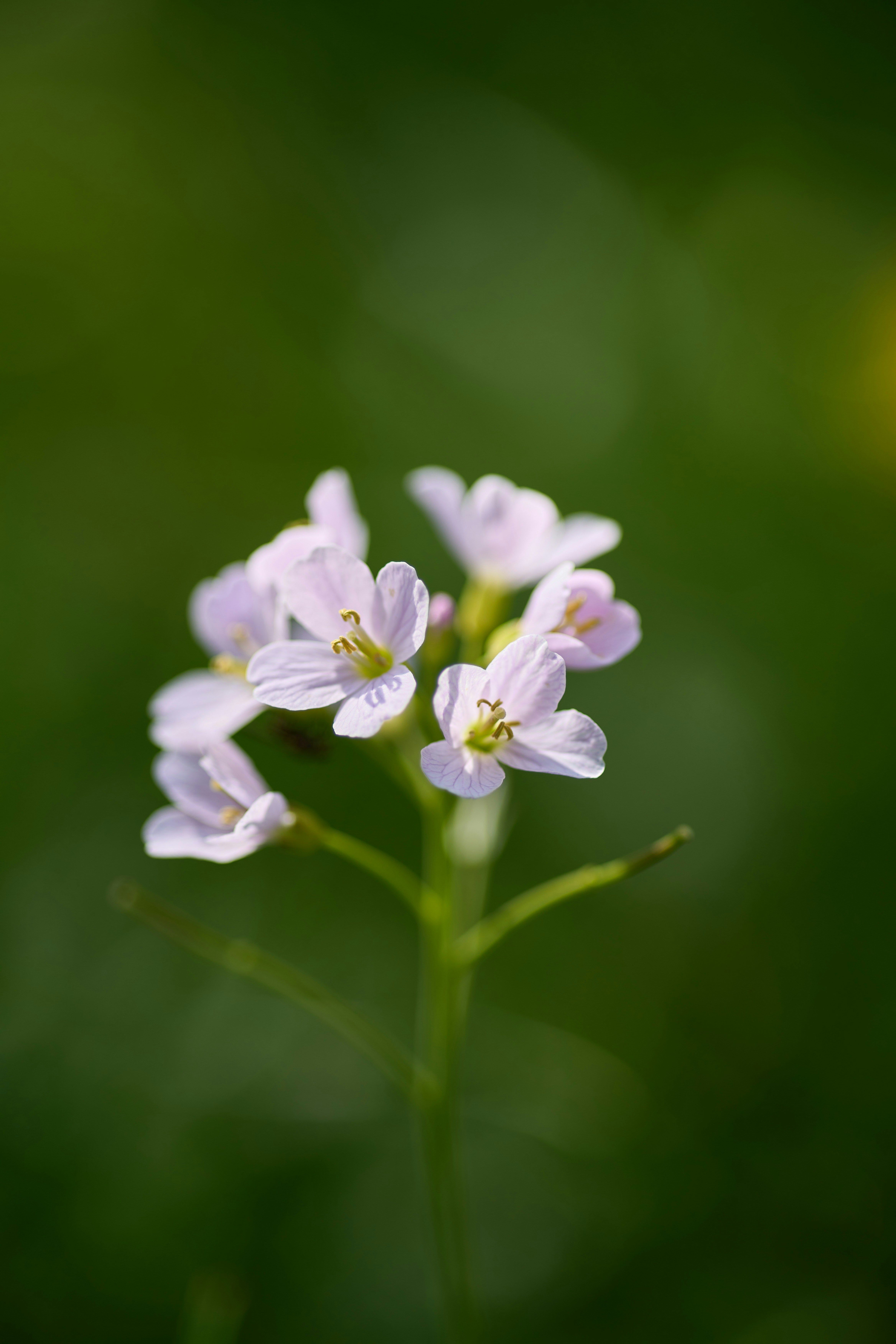 Photo by wolfgang_hasselmann