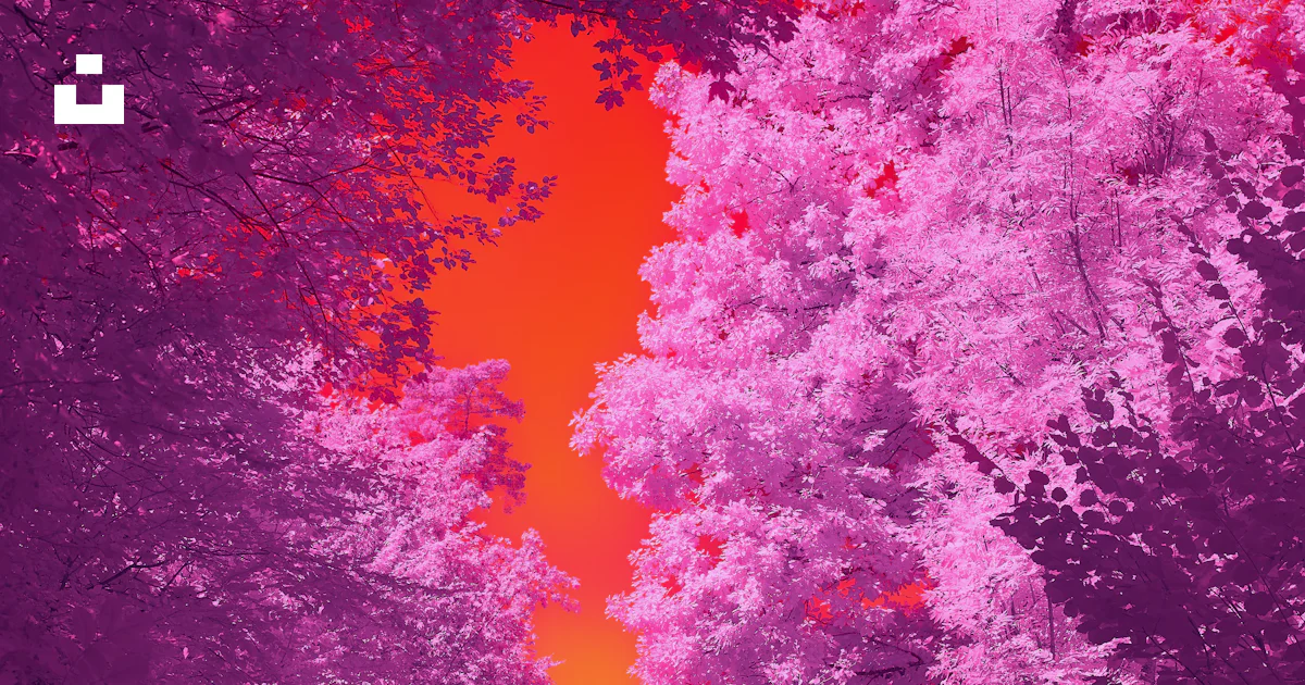 Une photo rouge et violette d’une route dans les bois photo – Photo ...