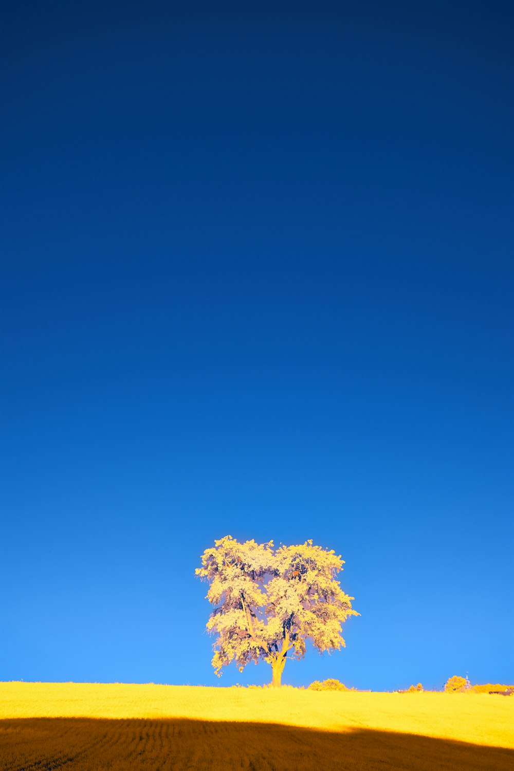 a lone tree in the middle of a yellow field