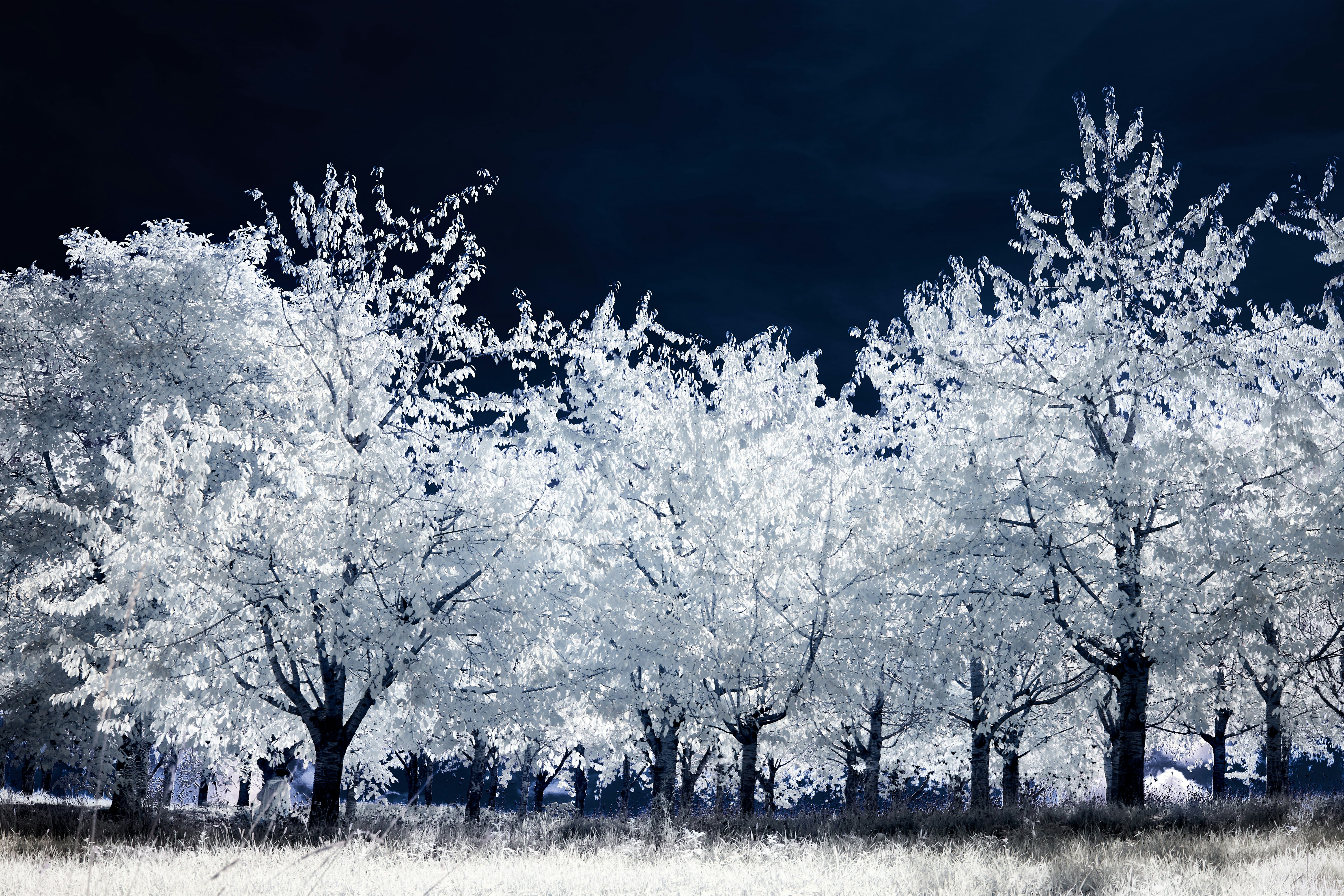 Photo by wolfgang_hasselmann