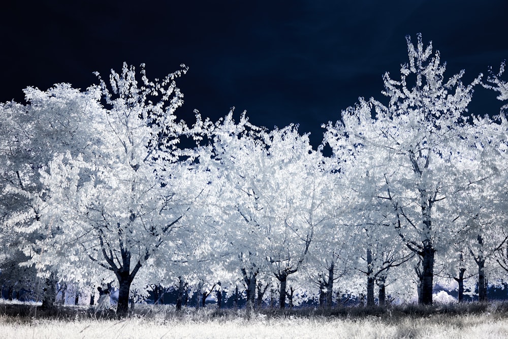 a black and white photo of trees and grass