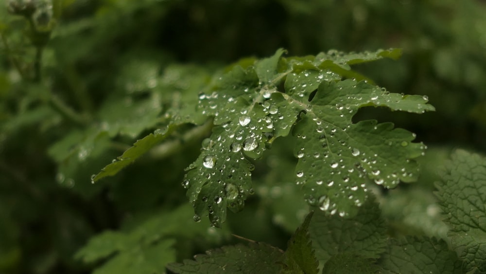 a close up of a leaf with water droplets on it