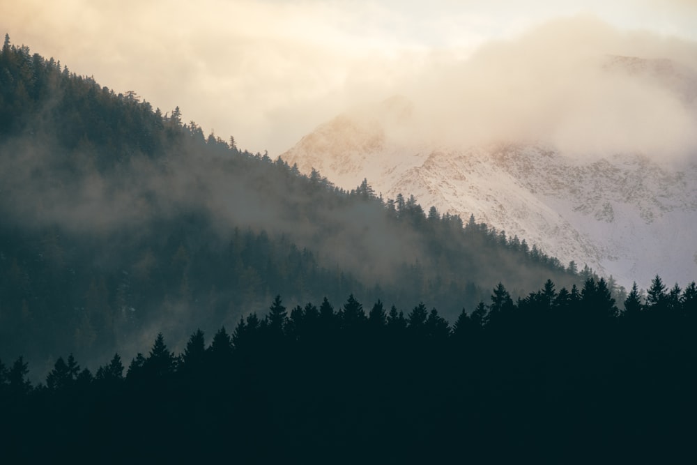 a mountain covered in fog and clouds with trees in the foreground