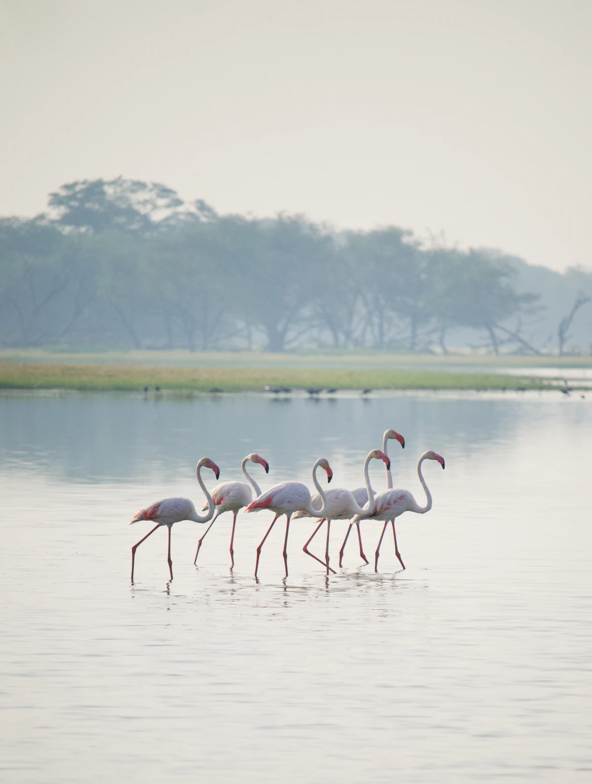 Flamingos wading at Thol Lake Bird Sanctuary, Mehsana, Gujarat