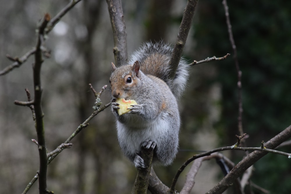 una ardilla comiendo un pedazo de comida en la rama de un árbol