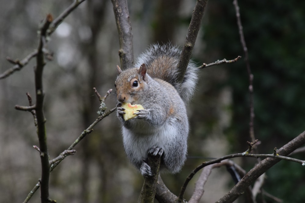 a squirrel eating a piece of food on a tree branch