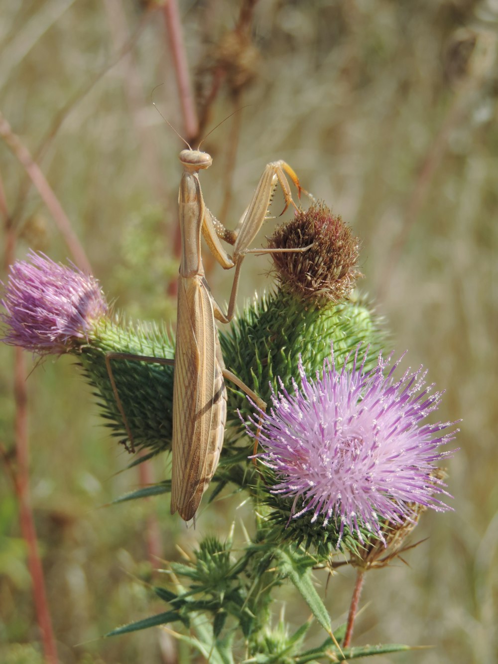 a praying mantissa sitting on a thistle flower