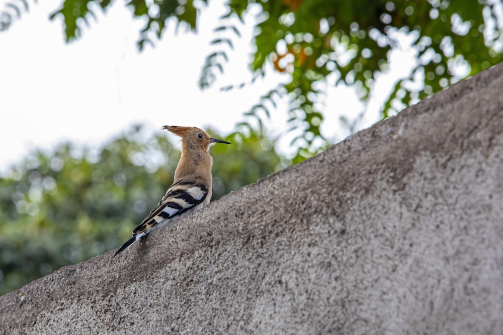 a bird sitting on the side of a cement wall