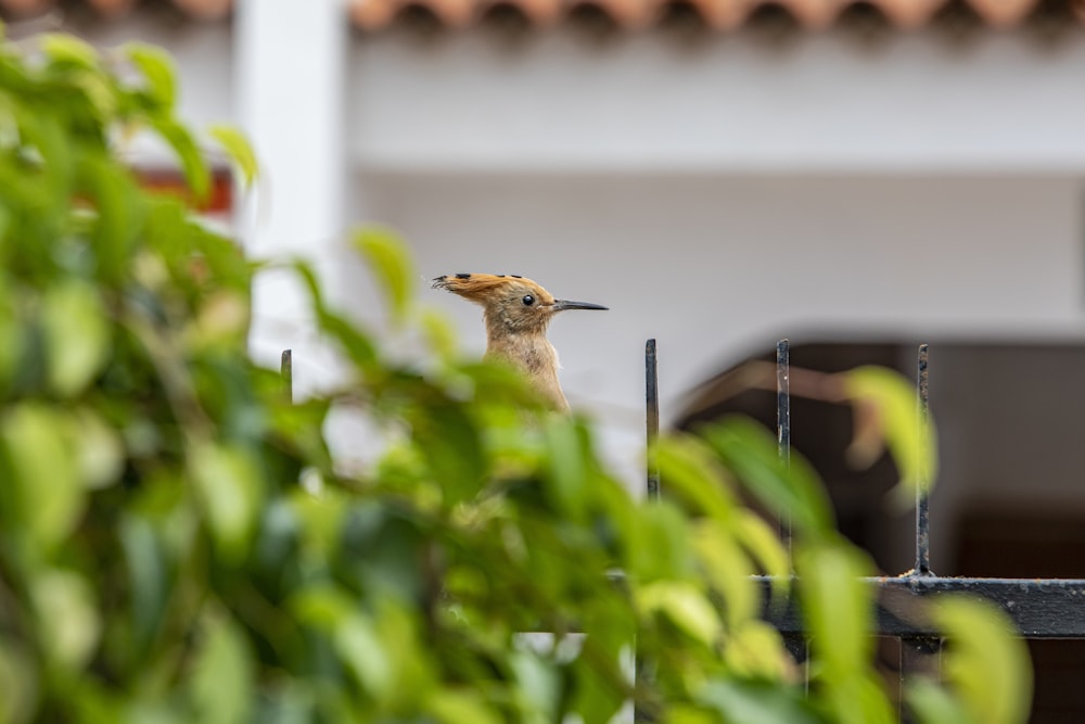 a bird with a long beak standing on a fence