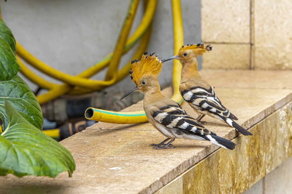 a couple of birds that are standing on a ledge