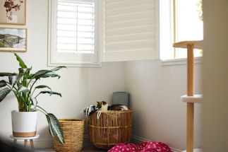A cozy home corner with soft curtains and a small plant by the window.