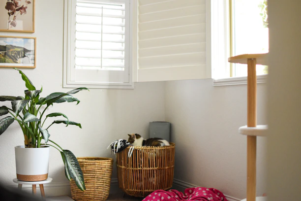 A cozy, stylish living room corner with natural light, plants, and pet accessories neatly arranged.