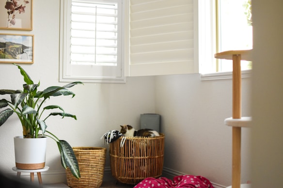 A cozy corner of a room with a large plant in a white pot on a stand, a wicker basket possibly containing a cat, and framed pictures on the wall. Soft light enters through shutters on the windows, creating a calm and peaceful atmosphere. A pink fabric with white dots is draped on the floor, suggesting a casual and lived-in space.