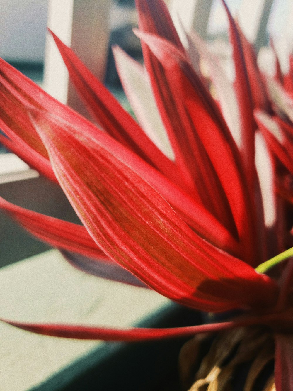 a close up of a red flower in a pot