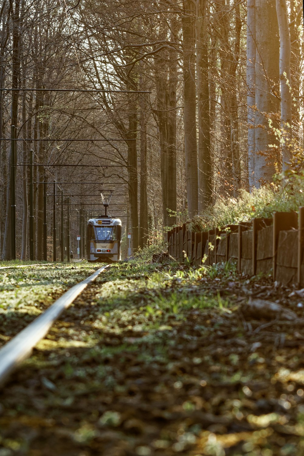 a train traveling through a forest filled with trees