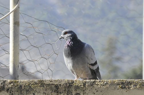 A single pigeon is perched on a concrete ledge. Behind it, a wire fence extends diagonally, and the background is a blurry view of what seems to be trees or foliage in soft focus.