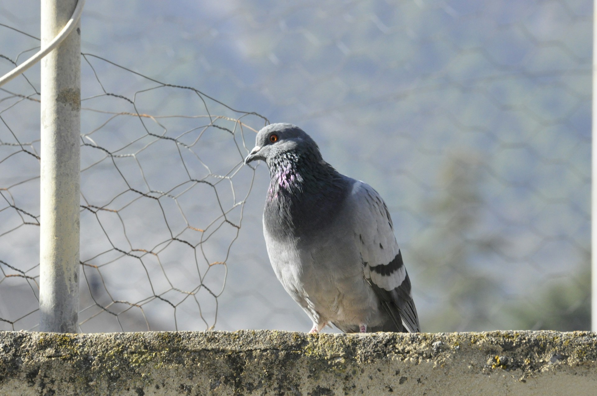 gray computer monitor