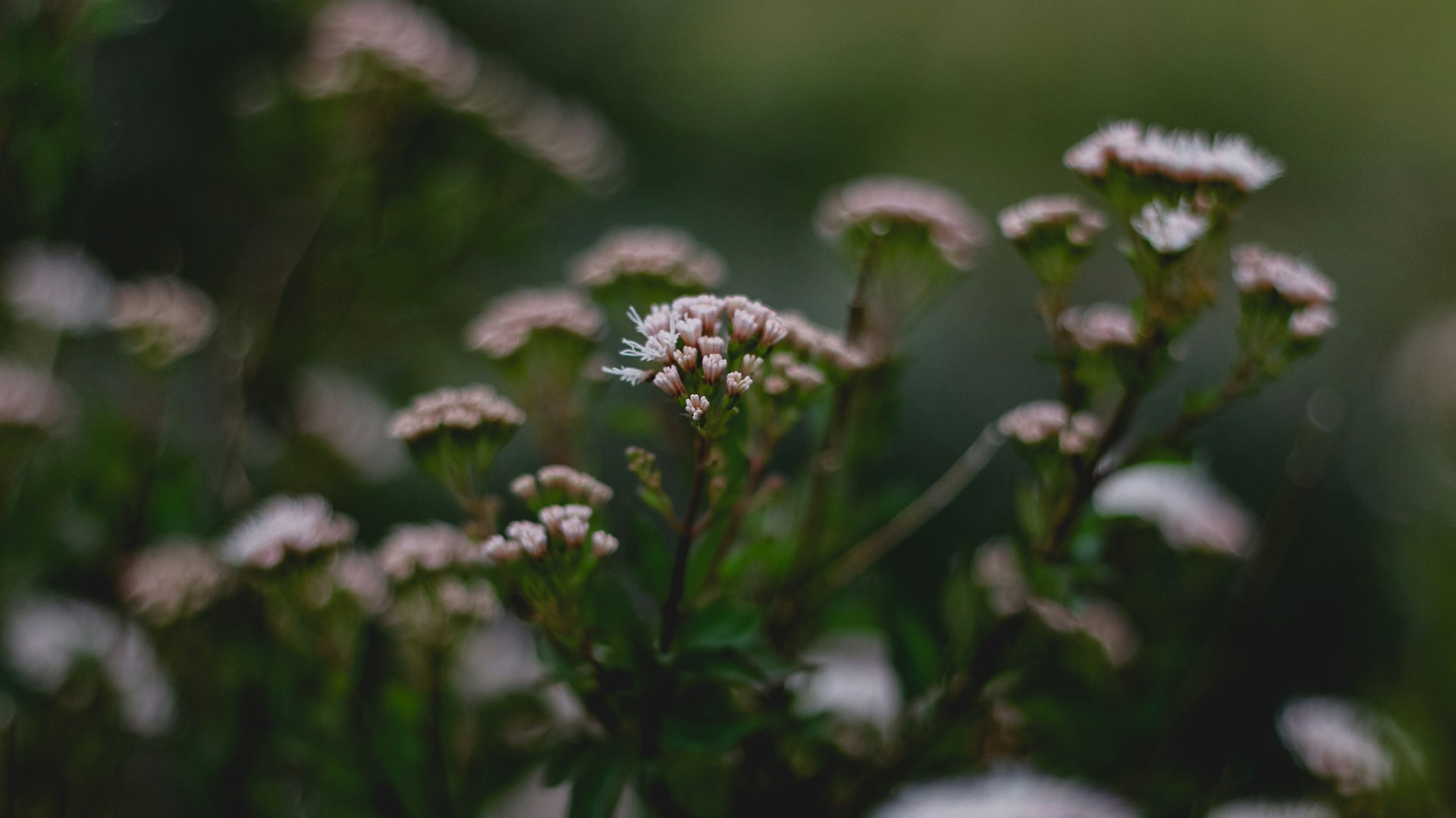 a bunch of flowers that are in the grass