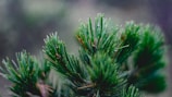 Close-up of fresh red pine needles glistening with morning dew.